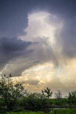 Hava bulutlu. Gök gürültülü bulutlar, uzun ağaçlar. Yeşil basamaklı. Dikey fotoğraf. Yüksek kalite fotoğraf