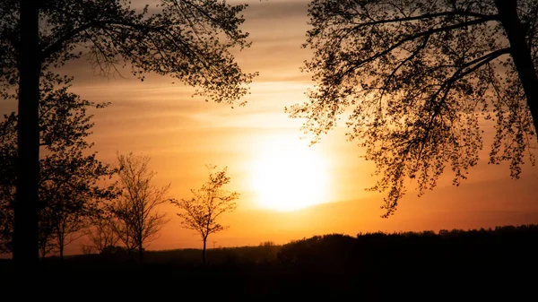Ağaçların arasından doğada turuncu gün batımı. Gökyüzüne karşı karanlık bir bitki silueti. Yüksek kalite fotoğraf
