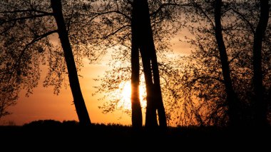 Ağaçların arasından doğada turuncu gün batımı. Gökyüzüne karşı karanlık bir bitki silueti. Yüksek kalite fotoğraf