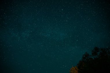Yıldızlı mavi gökyüzüne karşı uzun ağaçların siluetleri. Gece manzarası. Yüksek kalite fotoğraf