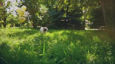 A cute pug dog runs to the owner in a beautiful park on a green lawn.