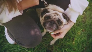 Little pug in a green park with his mistress.
