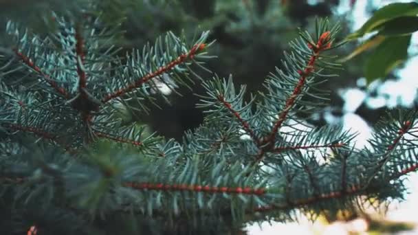 Branches of blue spruce swaying in the wind. close-up of pine needles. — Stok video