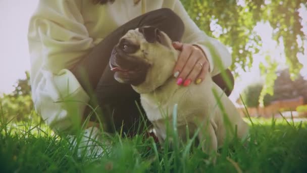 Kleiner Mops im grünen Park mit Frauchen. — Stockvideo