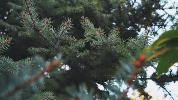 Branches of green spruce swaying in the wind. pine branches close up. — Stok video