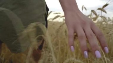 Genç bir kız buğday tarlasında yürüyor ve elleriyle buğdaya dokunuyor..