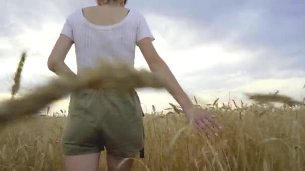 A young girl walks through a wheat field and touches the wheat with her hands. — Stock Video