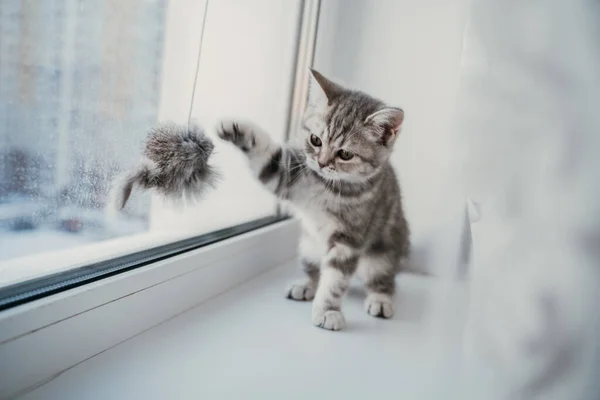 Маленький шотландський таббі кошеня сидить на вікні і грає зі своєю іграшкою — стокове фото