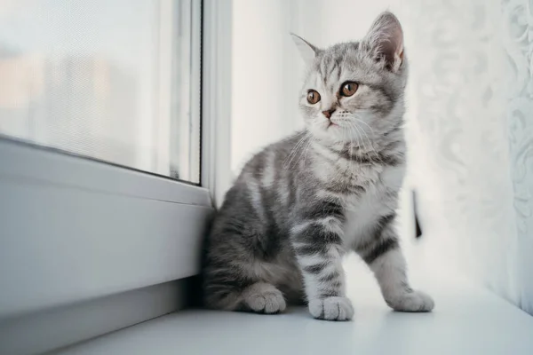 Pouco escocês tabby gatinho senta-se na janela — Fotografia de Stock