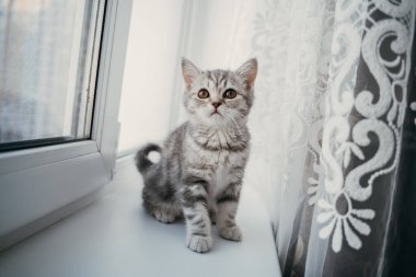 Küçük İskoç tekir kedicik pencerede oturuyor