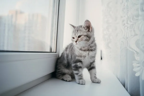 Pouco escocês tabby gatinho senta-se na janela — Fotografia de Stock