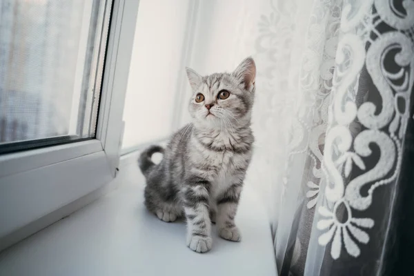 Pouco escocês tabby gatinho senta-se na janela — Fotografia de Stock