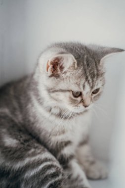 Küçük İskoç tekir kedisi pencere eşiğine oturur ve aşağı bakar.