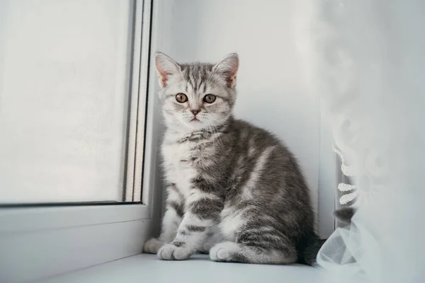 창가에 앉아 있는 작은 별 볼일없는 작은 테이블 고양이 — 스톡 사진