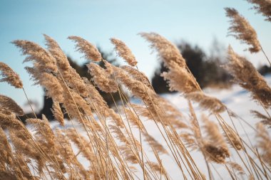Donmuş bir gölün yanında yetişen güzel otlar.