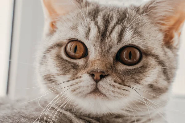 Portrét Krásné Skotské Kočky Ležící Odpočívající Okně Oranžové Velké Oči — Stock fotografie