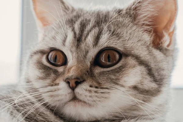 Portrét Krásné Skotské Kočky Ležící Odpočívající Okně Oranžové Velké Oči — Stock fotografie