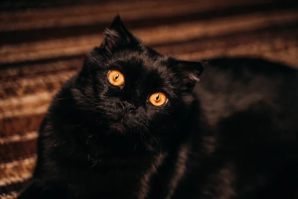 Britská černá kočka s velkýma jasně oranžovýma očima se úžasně dívá na majitele — Stock fotografie
