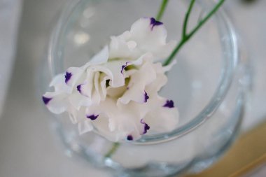 Şeffaf vazoda mor renkli, su ve dekorlu beyaz bir çiçek.