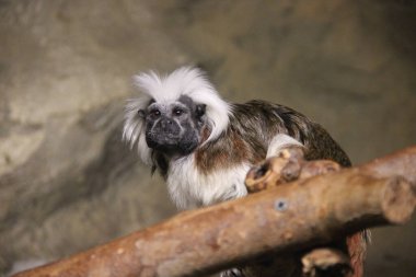 Ağacın dalına örülmüş marmoset.