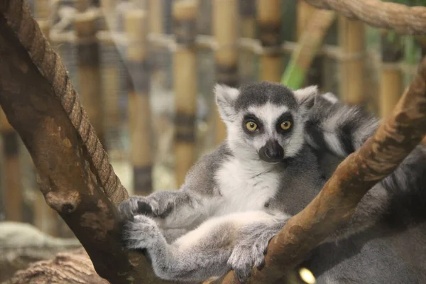 Ring Tailed Lemur Branch — Stock Photo, Image