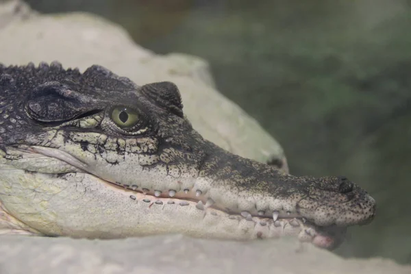 Muilkorf Van Een Kleine Krokodil — Stockfoto