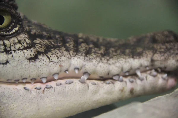 Små Tänder Liten Krokodil — Stockfoto