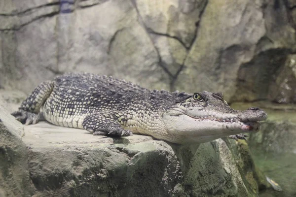Mladý Krokodýl Asi Metru Dlouhý Leží Skále — Stock fotografie