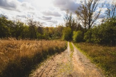 Sonbaharın ilk zamanlarında ormanda güneşli bir yol. Sarı çimenler, ağaçlar ve bulutlu dramatik gökyüzü.