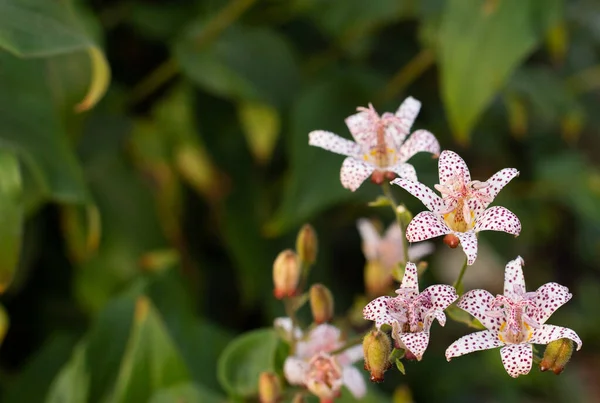 Bulanık bir bokeh arka planda çiçek tarhında büyüyen sevimli küçük Tricyrtis kurbağa çiçeği. Metin için boş kopya alanı olan bir fotoğraf. Kartlar, posterler veya web sitesi dekorasyonu için