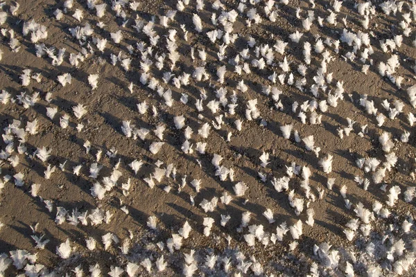 Salty sea water ice on a beach sand abstract background texture — Stock Photo, Image