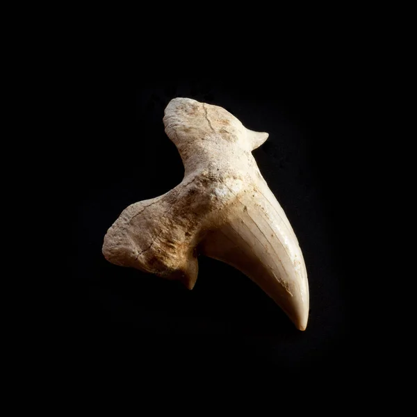 An ancient prehistoric shark tooth isolated on black background. One hundred million years old paleontology fossil. For historical magazines or websites, natural science museum books or posters