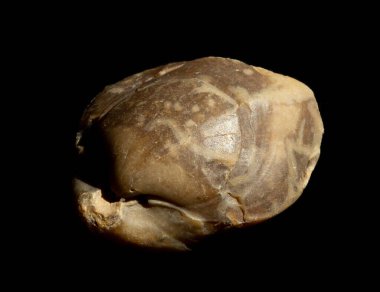 Tarih öncesi kabuk, siyah arka planda silikon izole edilmiş. Paleontoloji veya tarihi dergiler veya web siteleri için, Doğal Bilim Müzesi posterleri