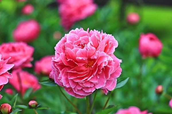 Grande Flor Rosa Verão — Fotografia de Stock