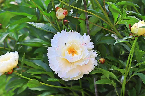 Grande Fleur Blanche Été — Photo