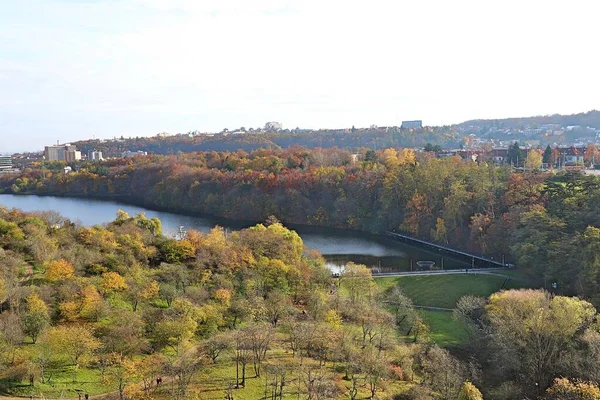 Forest Lake Surrounded Trees — Stock Photo, Image