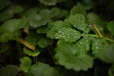 Yeşil bir yaprağın üzerine çiy damlaları düşer. Önplanı ve arkaplanı bulanık.