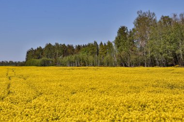 İlkbaharda ormanın yakınındaki sarı rapçi tarlası. Fotoğraf Letonya 'da çekildi.