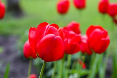 Küçük bahçede açan güzel kırmızı laleler. Fotoğraf Avrupa, Letonya 'da çekildi.