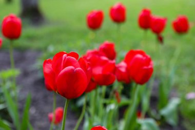 Küçük bahçede açan güzel kırmızı laleler. Fotoğraf Avrupa, Letonya 'da çekildi.