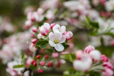 Yerel bahçedeki küçük beyaz çiçekler. Fotoğraf Avrupa, Letonya 'da çekildi.