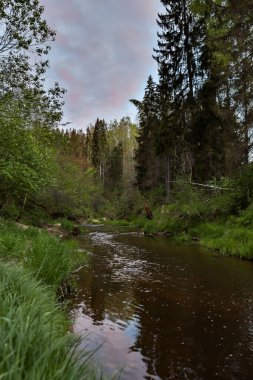 Küçük, sakin bir nehir ormanın içinden akıyor. Fotoğraf: İlkbaharda, Letonya.