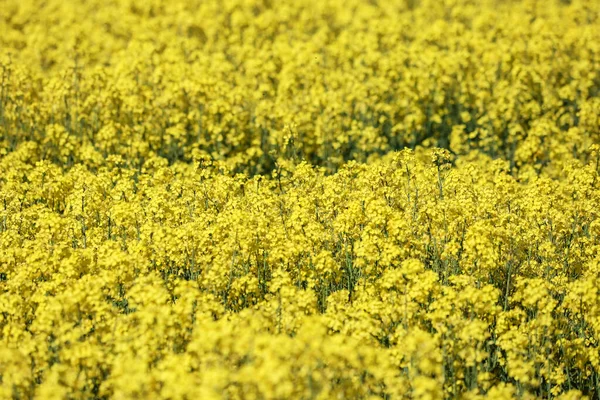Yellow Raps Field Forest Spring Photo Taken Latvia — Stock Photo, Image