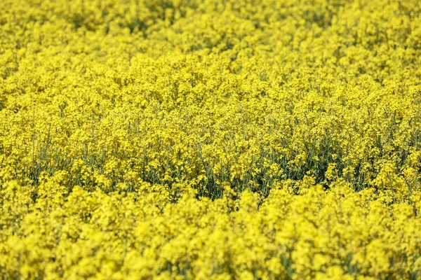 Yellow Raps Field Perto Floresta Primavera Foto Tirada Letónia — Fotografia de Stock