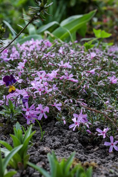 Pequenas Flores Roxas Florescendo Jardim Casa Foto Tirada Europa Letónia — Fotografia de Stock