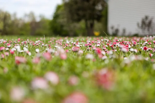 Small lawn flowers blooming in front of old countryside home on a warm spring day. Photo taken in Europe, Latvia.