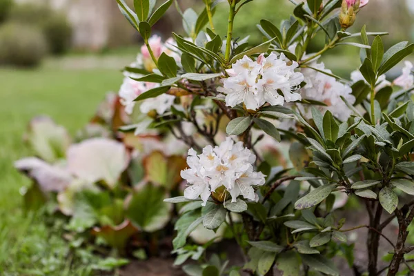 Hermosas Flores Jardín Floreciendo Primavera Foto Tomada Europa Letonia — Foto de Stock