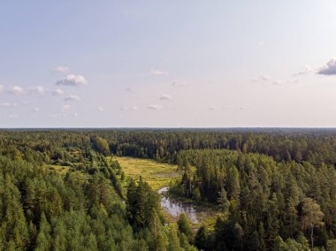 Çam ormanının gerçek insansız hava aracı görüntüsü. Fotoğraf Avrupa, Letonya 'da çekildi.