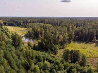 Çam ormanının gerçek insansız hava aracı görüntüsü. Fotoğraf Avrupa, Letonya 'da çekildi.