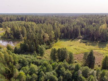 Çam ormanının gerçek insansız hava aracı görüntüsü. Fotoğraf Avrupa, Letonya 'da çekildi.